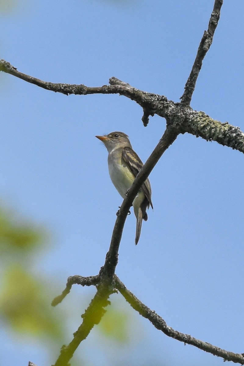 Willow Flycatcher - Ted Kavanagh