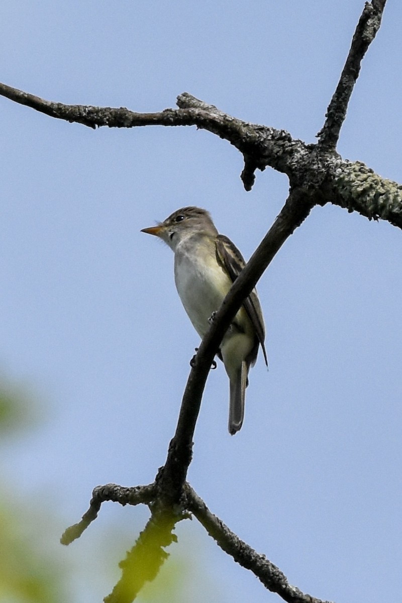 Willow Flycatcher - Ted Kavanagh