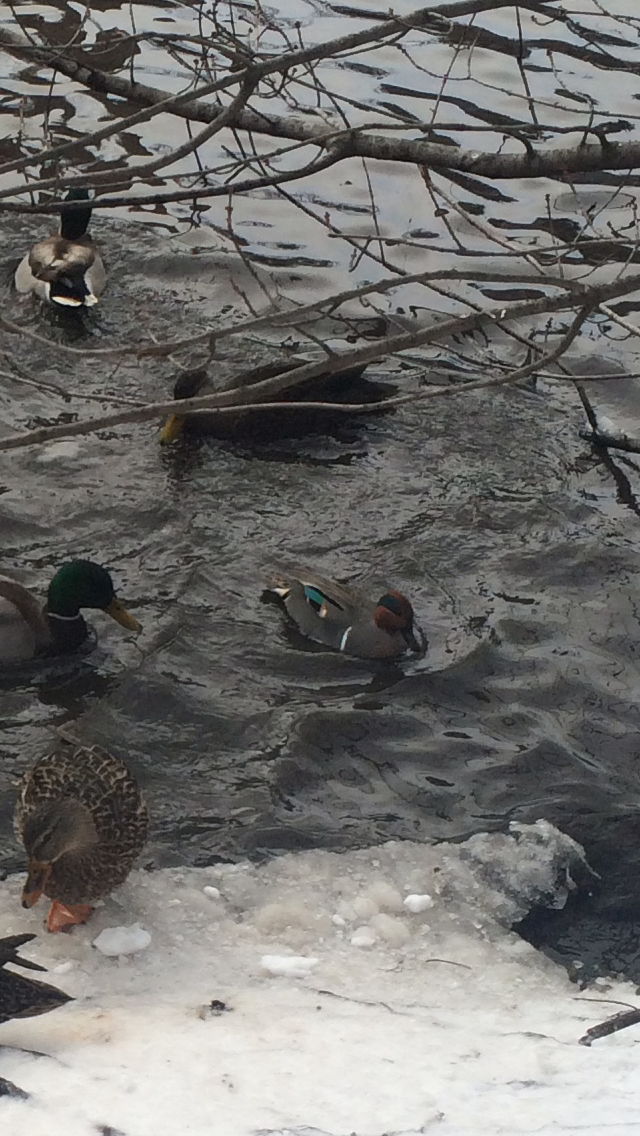 Green-winged Teal - ML44850541
