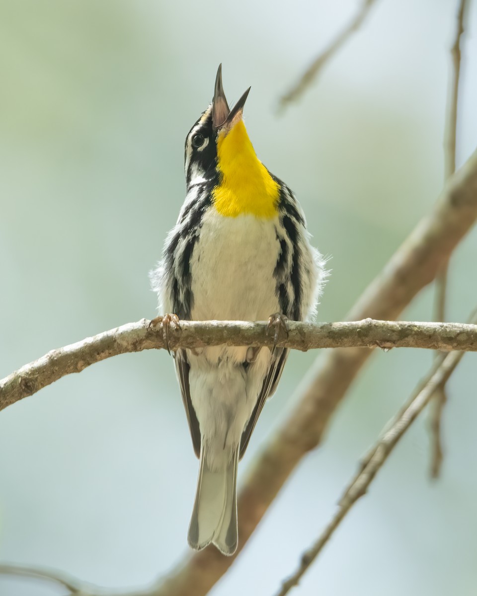 Yellow-throated Warbler - Kathy Hicks