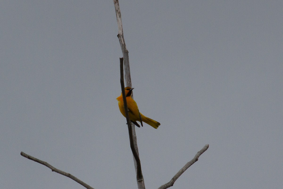 Bullock's Oriole - Craig Tumer