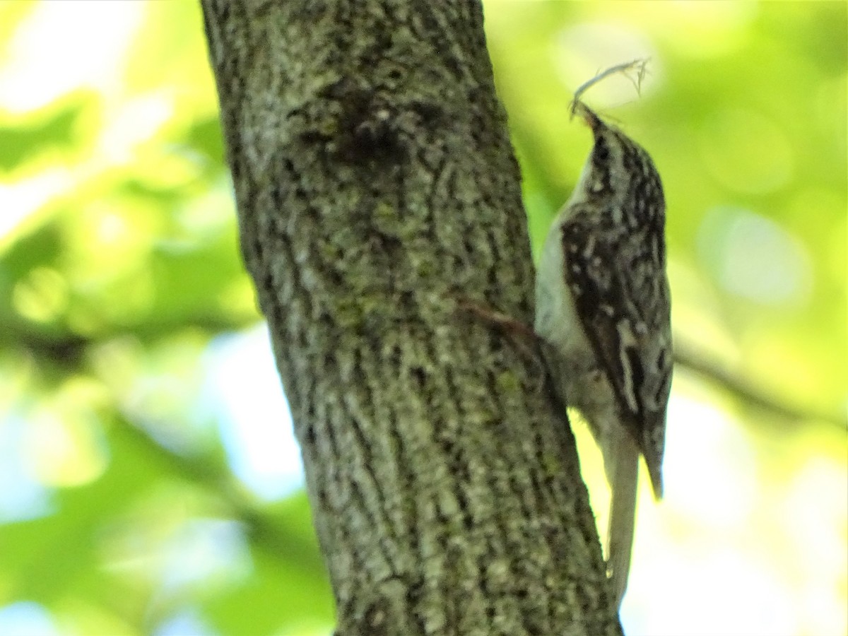 Brown Creeper - ML448507481