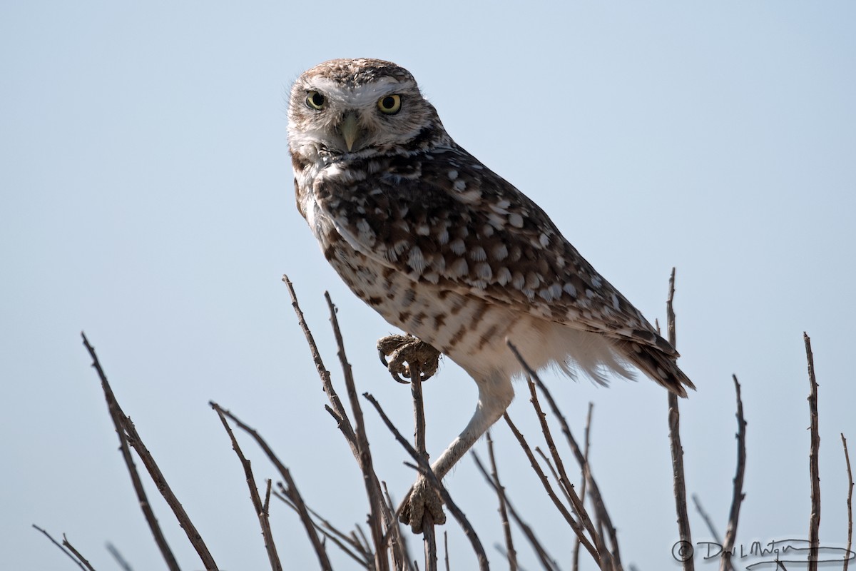 Burrowing Owl - ML448507521