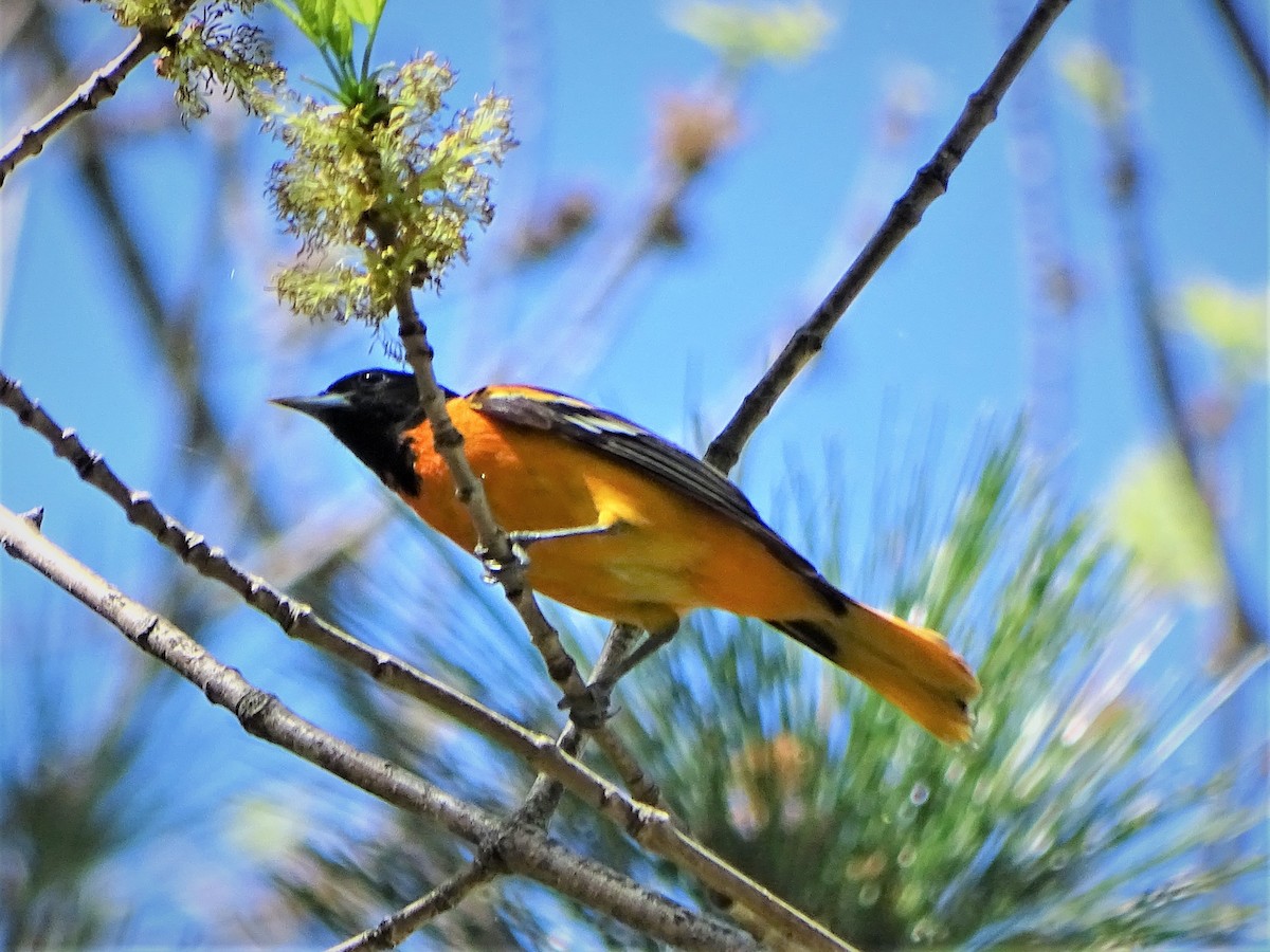 פזאי צפוני - ML448507811