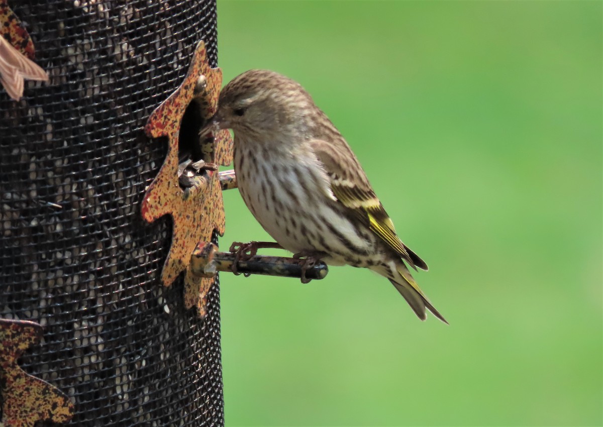 Pine Siskin - Les Gunderson