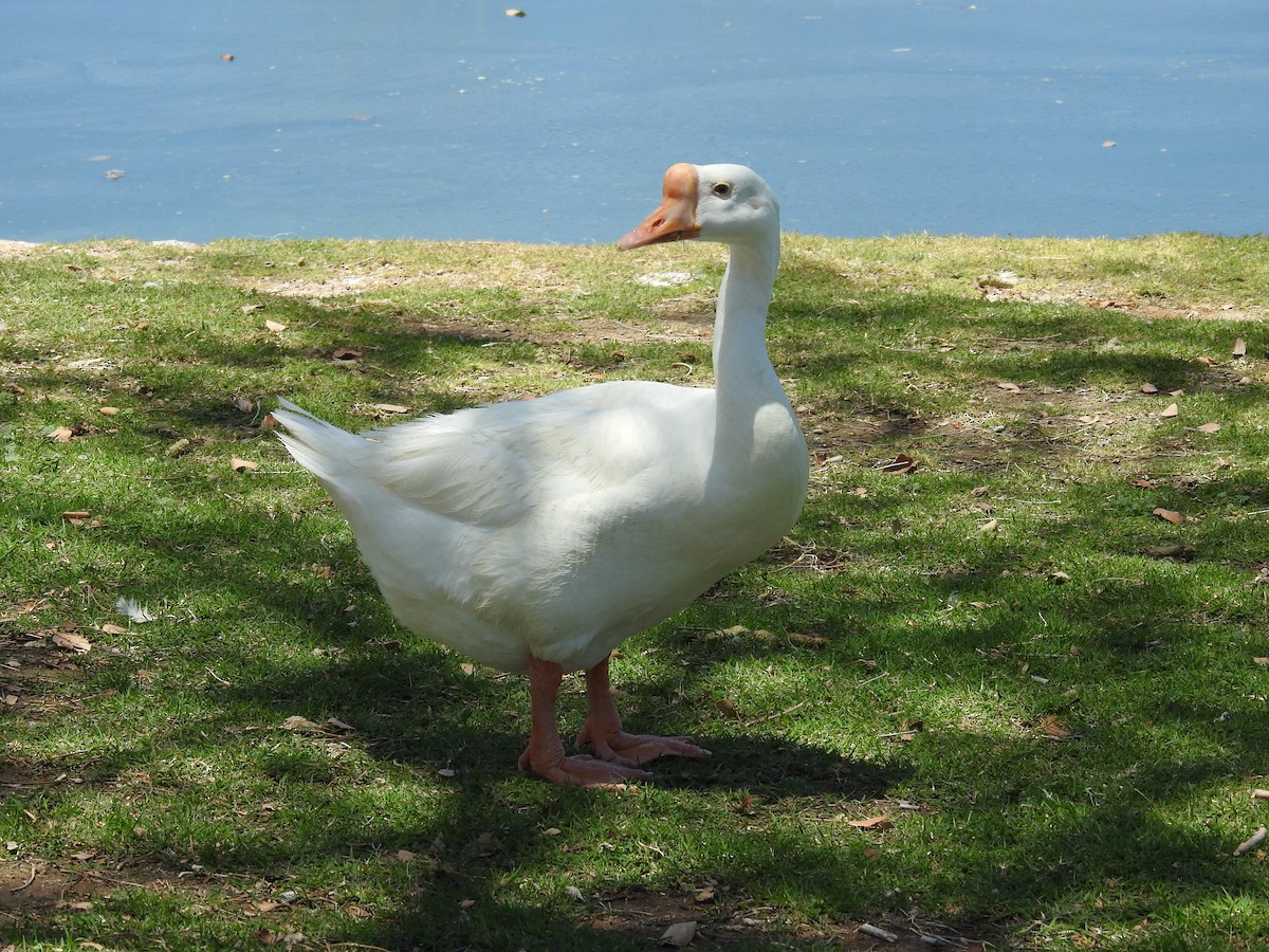 Domestic goose sp. (Domestic type) - Steve Hosmer