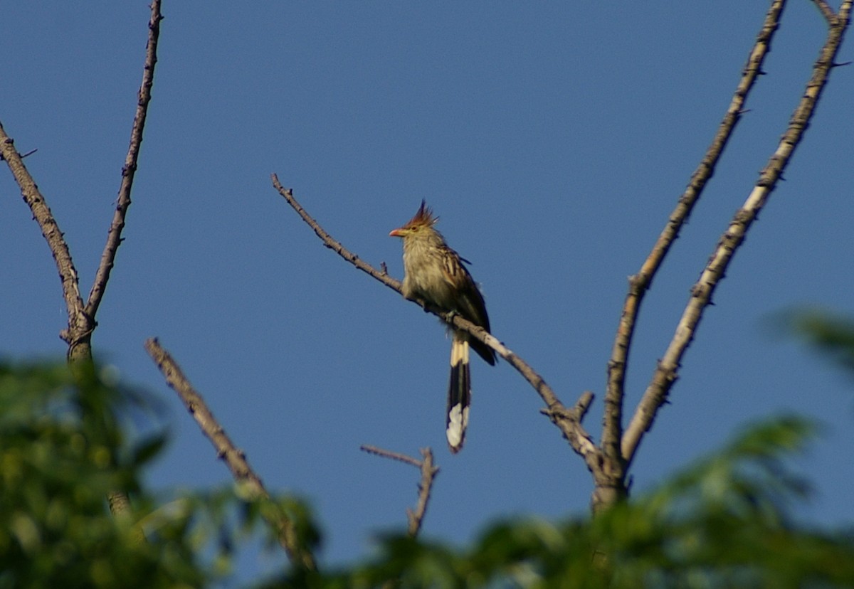 Guira Cuckoo - Rafael Szamocki