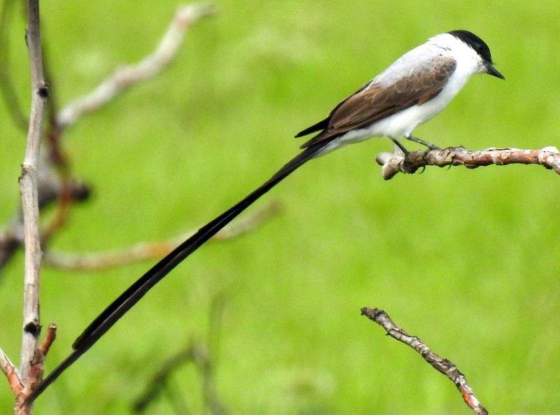 Fork-tailed Flycatcher - ML448511591