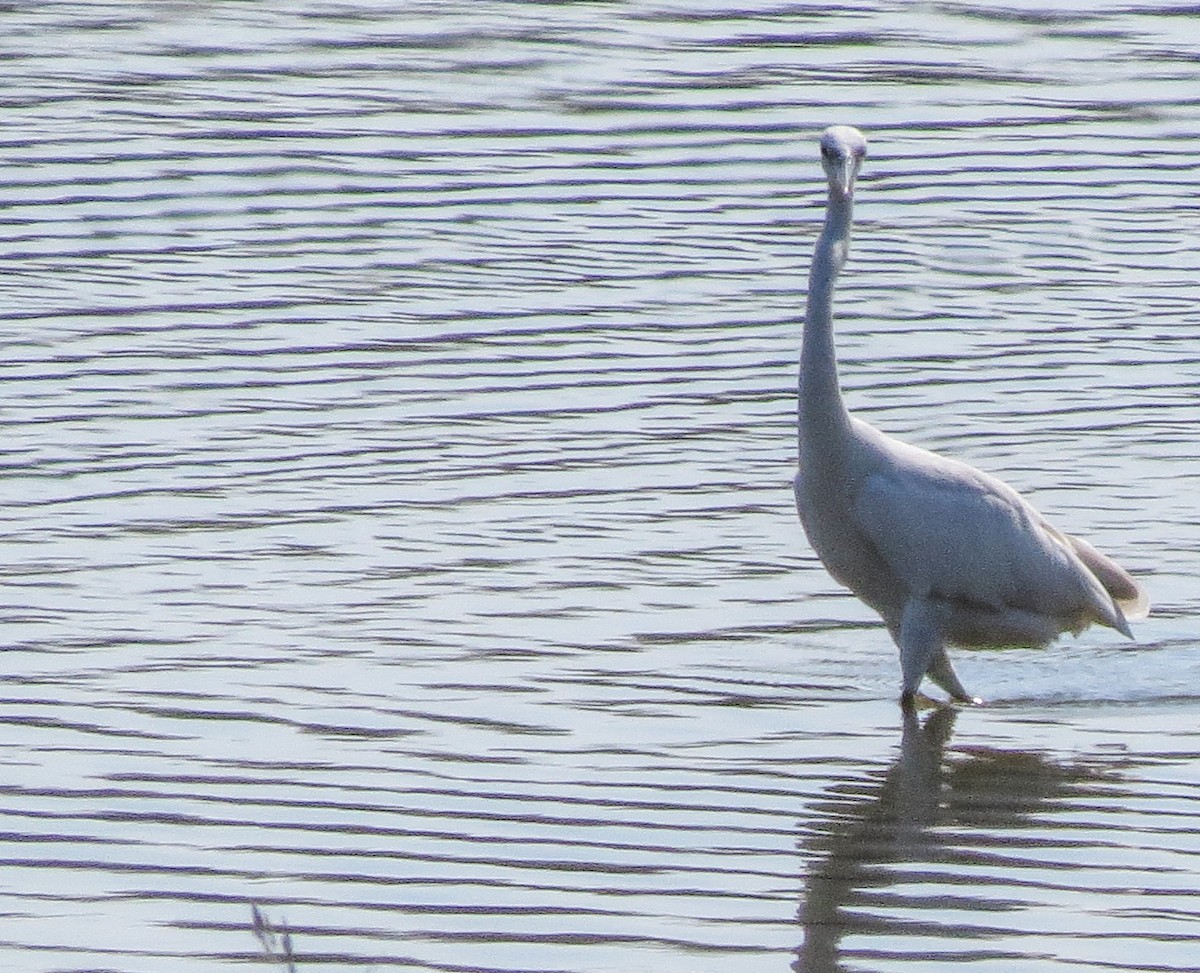 Little Egret - ML448511741