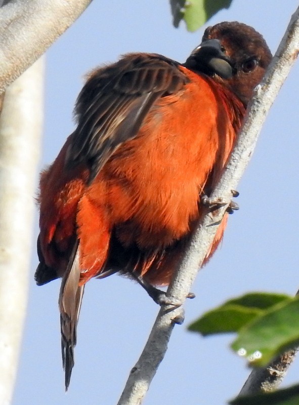 Crimson-backed Tanager - ML448511921