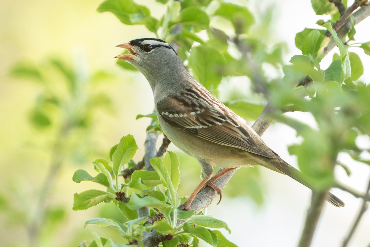 White-crowned Sparrow - ML448512121