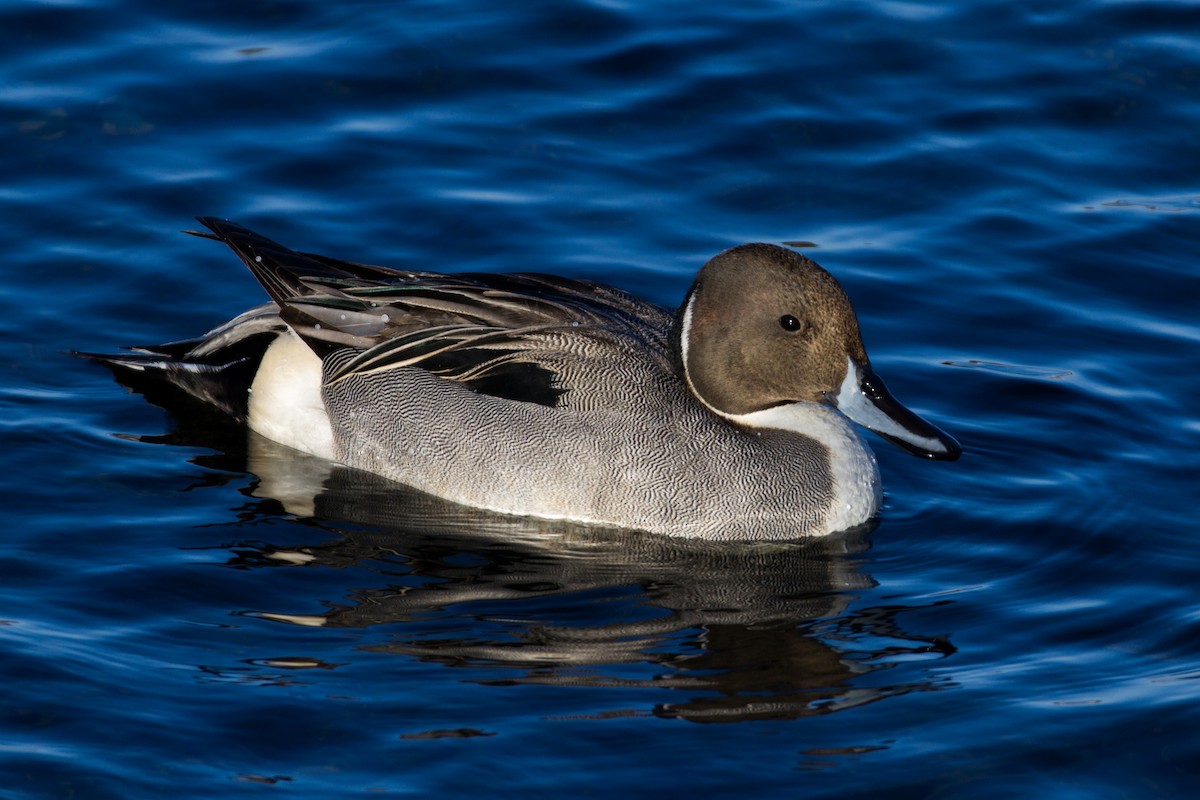 Northern Pintail - ML44851231