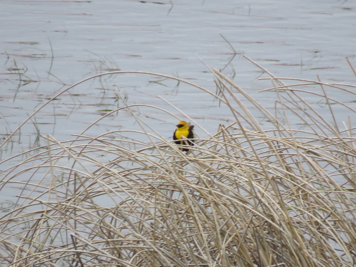 Yellow-headed Blackbird - ML448512911