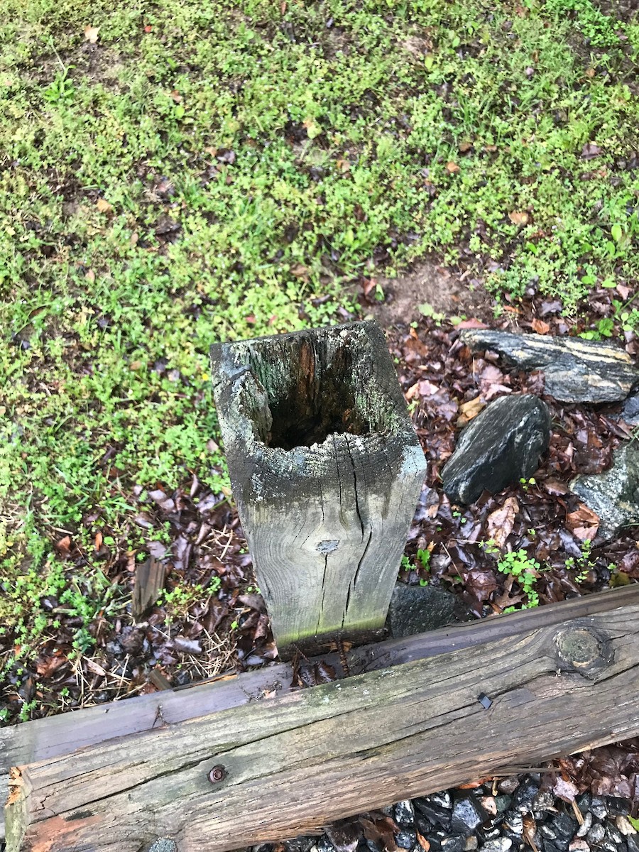 Eastern Bluebird - ML448513021