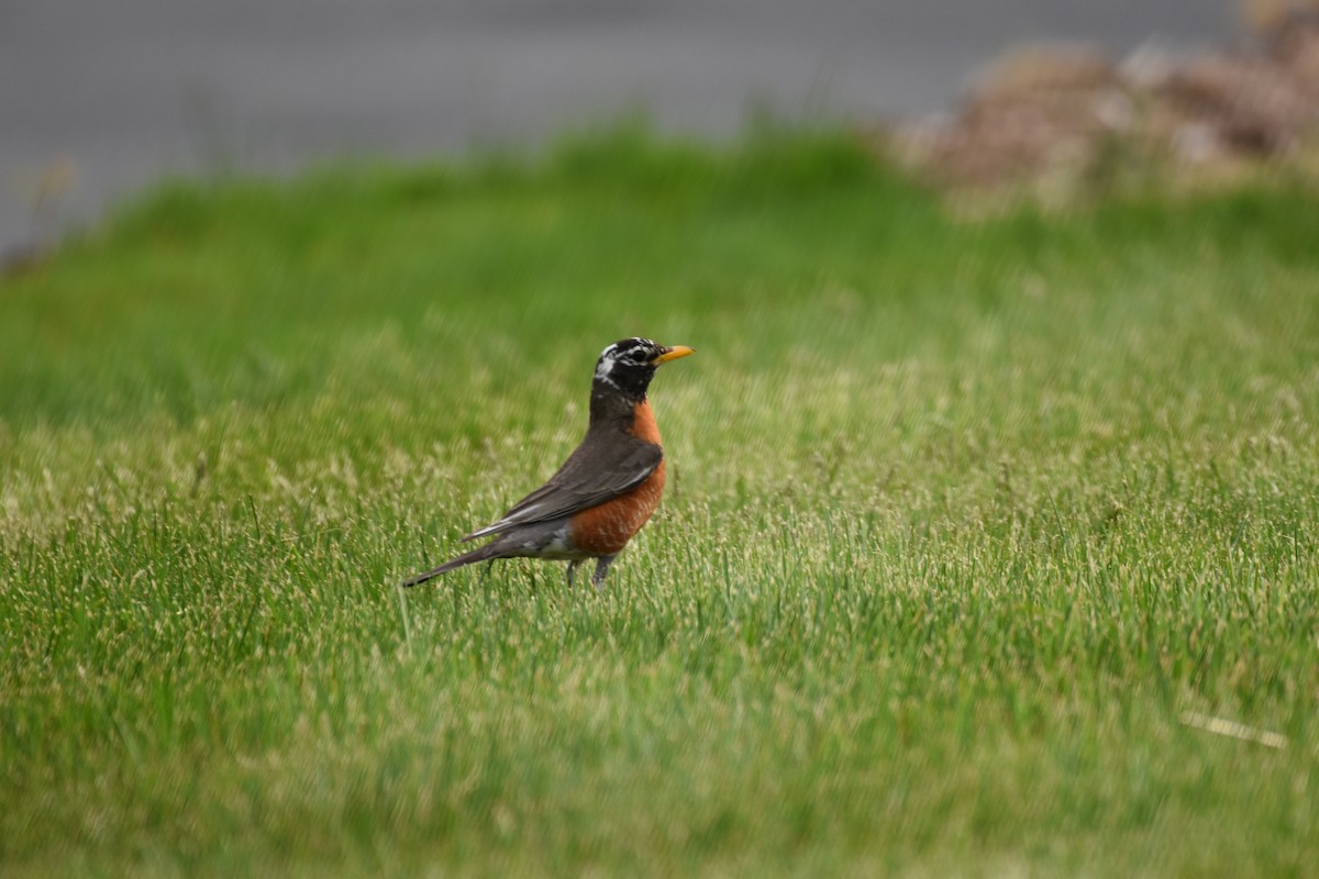 American Robin - ML448513071