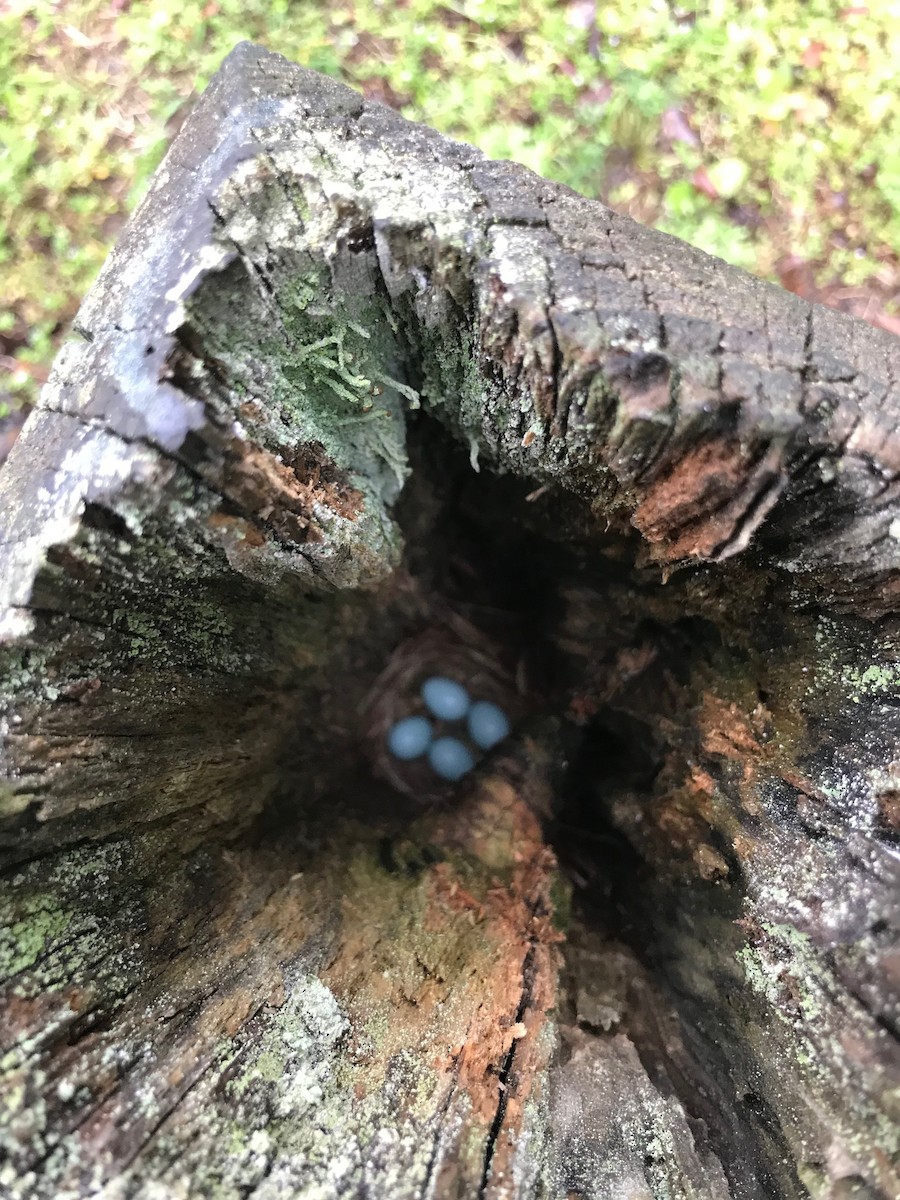 Eastern Bluebird - ML448513151