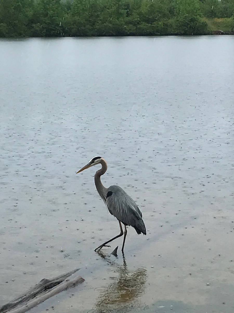 Great Blue Heron - ML448513831