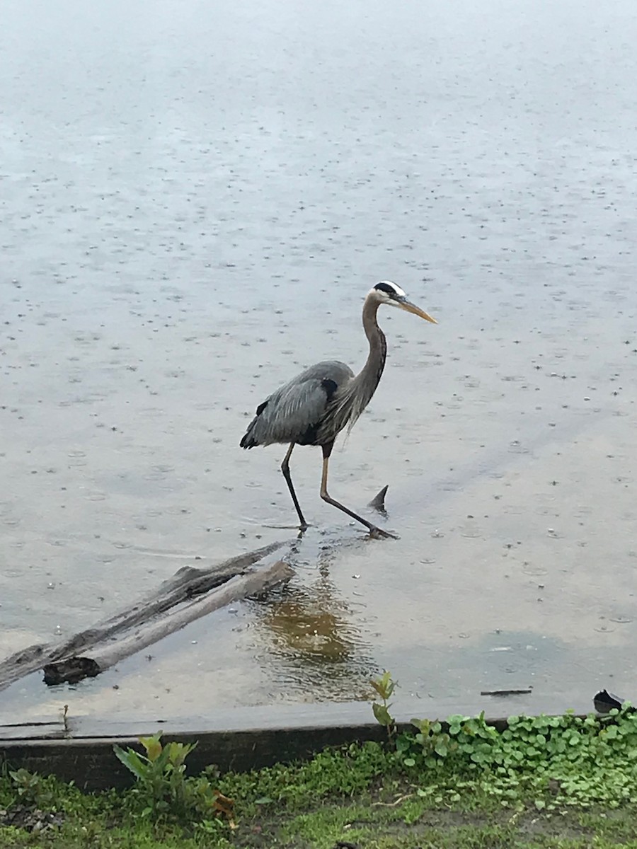 Great Blue Heron - ML448513991
