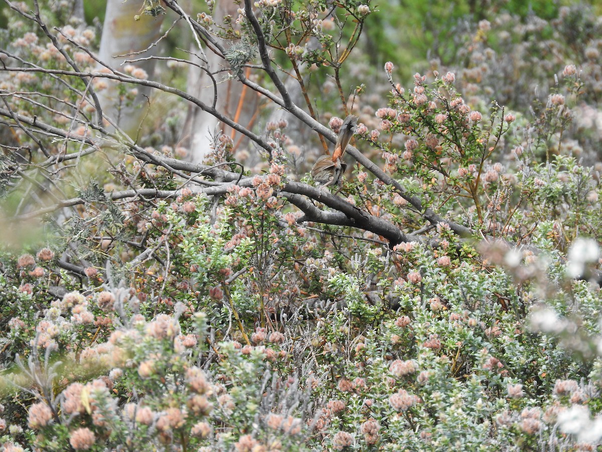 Chestnut-rumped Heathwren - ML44851681