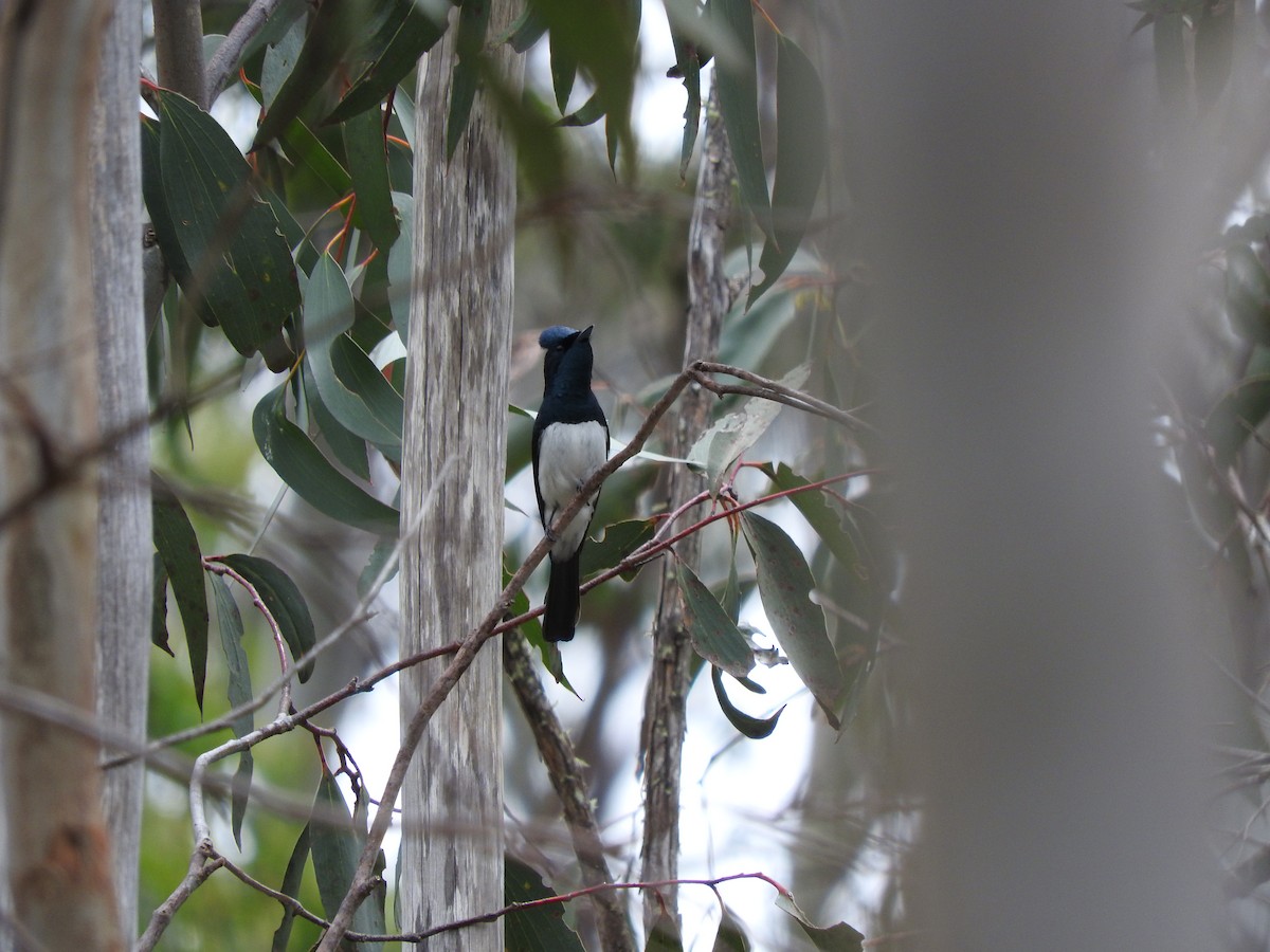 Satin Flycatcher - ML44851871