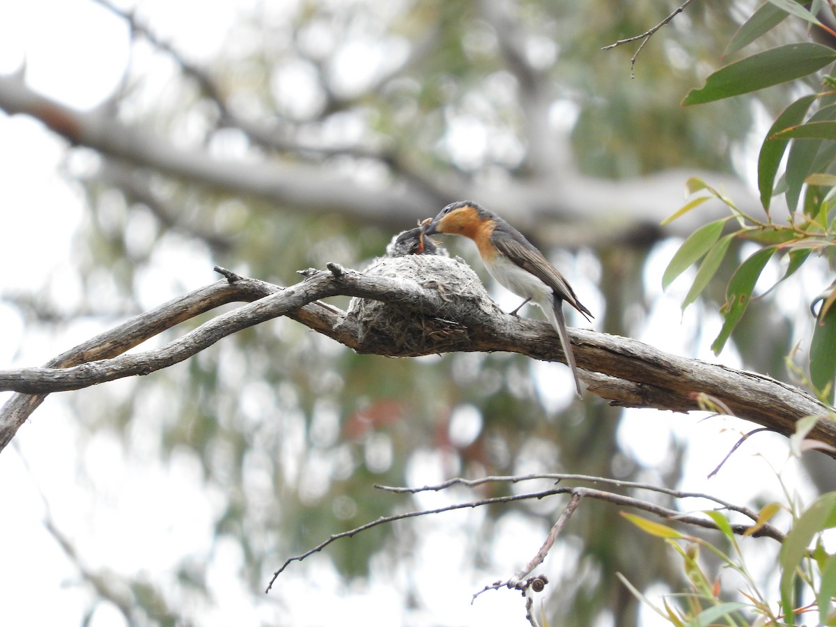 Satin Flycatcher - ML44851941