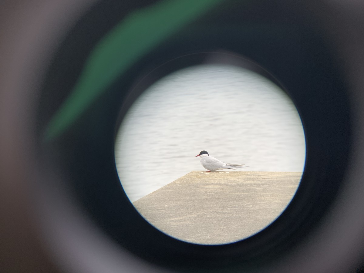 Arctic Tern - ML448519901