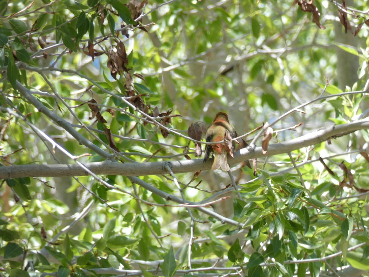 Summer Tanager - ML448520531