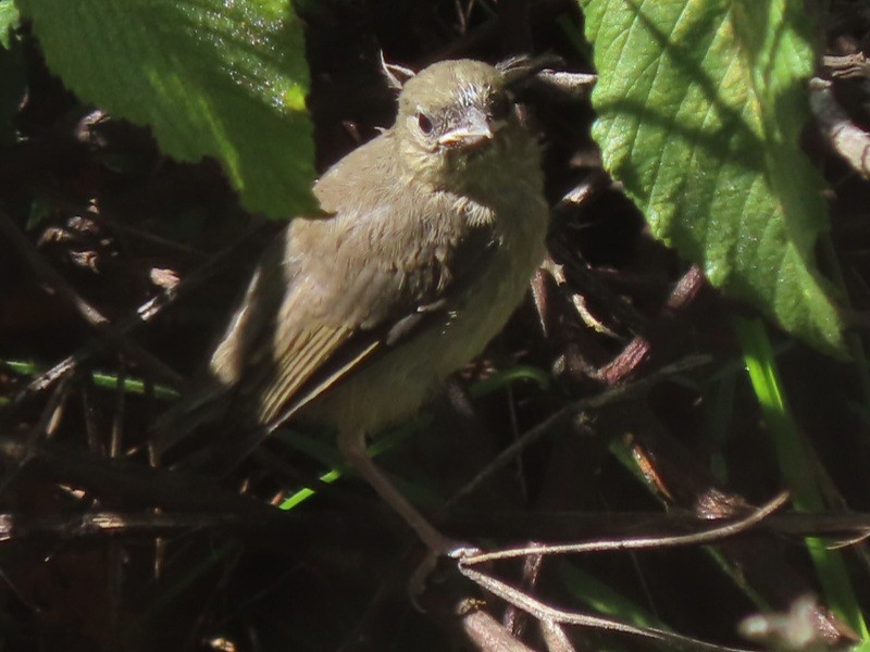 Rusty Flowerpiercer - ML448521581