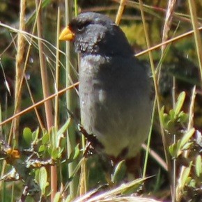 Band-tailed Seedeater - ML448522401