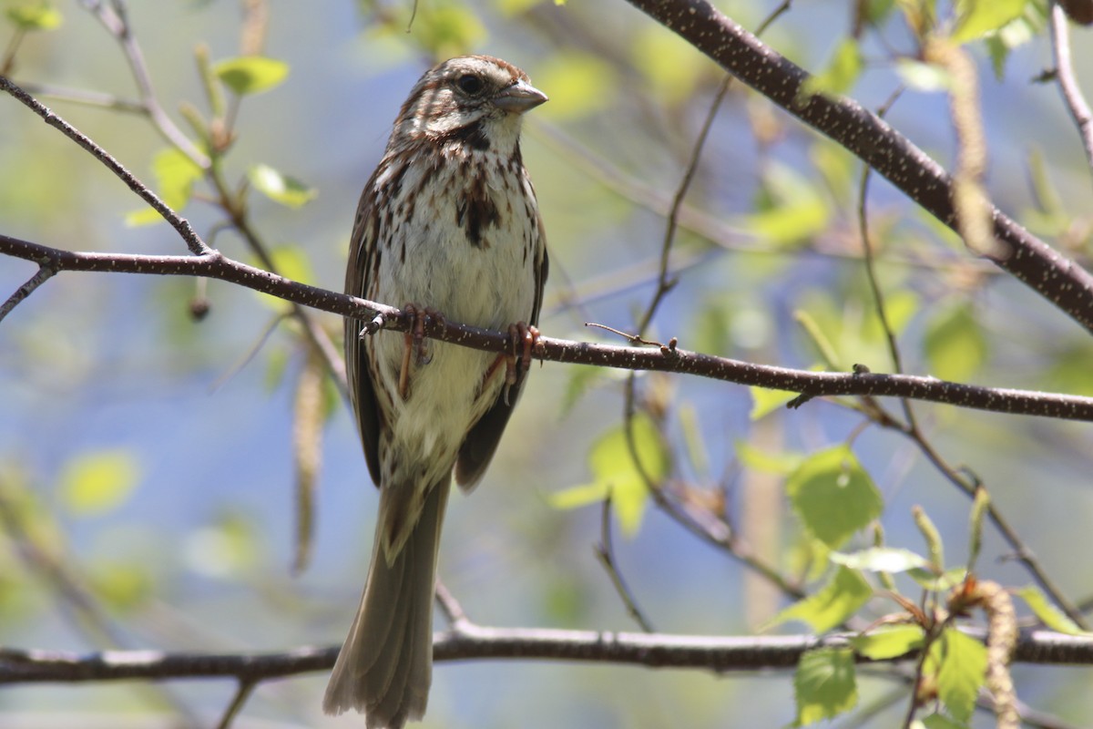 Song Sparrow - Richard Garrigus