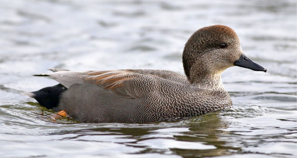 Gadwall - Keith Lowe