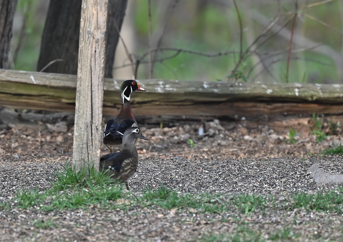 Wood Duck - ML448527581