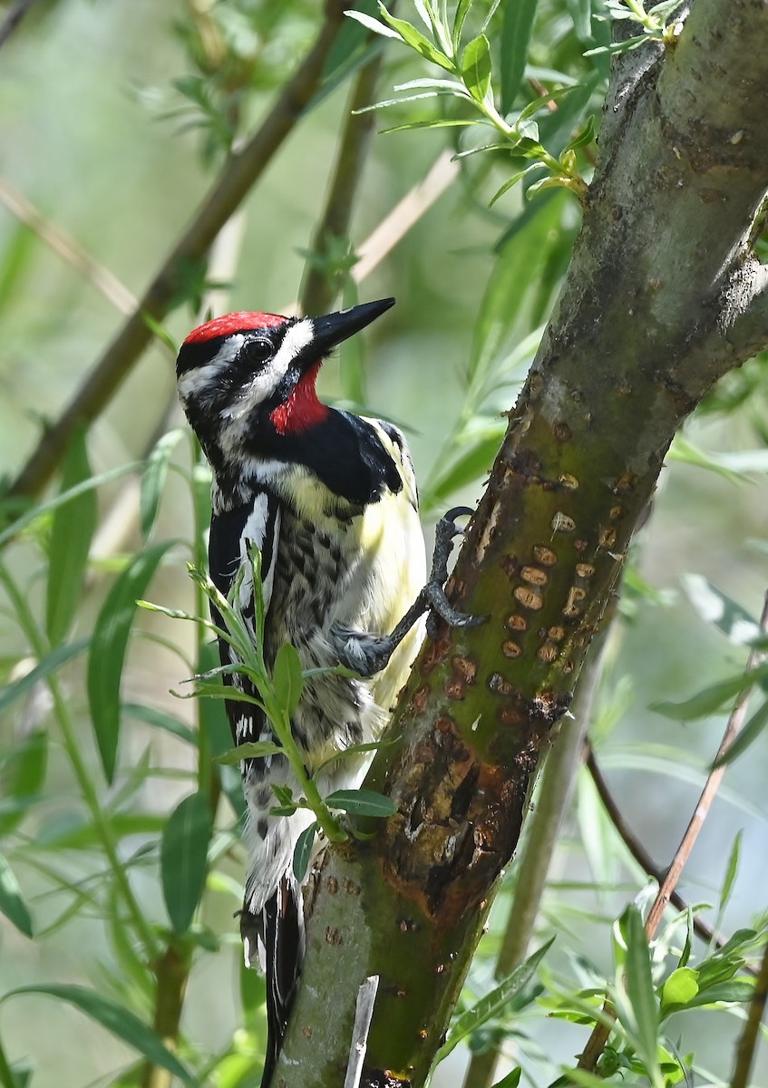 Yellow-bellied Sapsucker - ML448529521