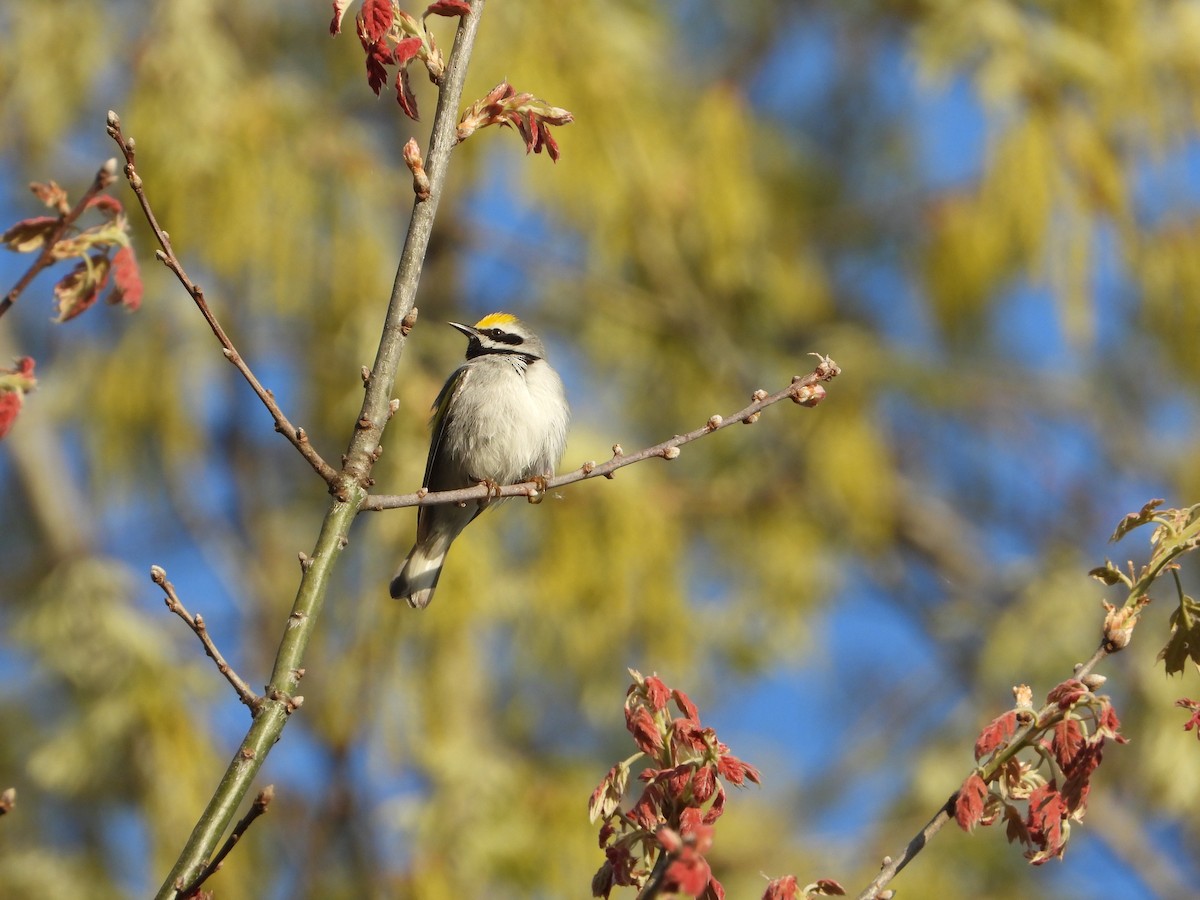 Goldflügel-Waldsänger - ML448529541