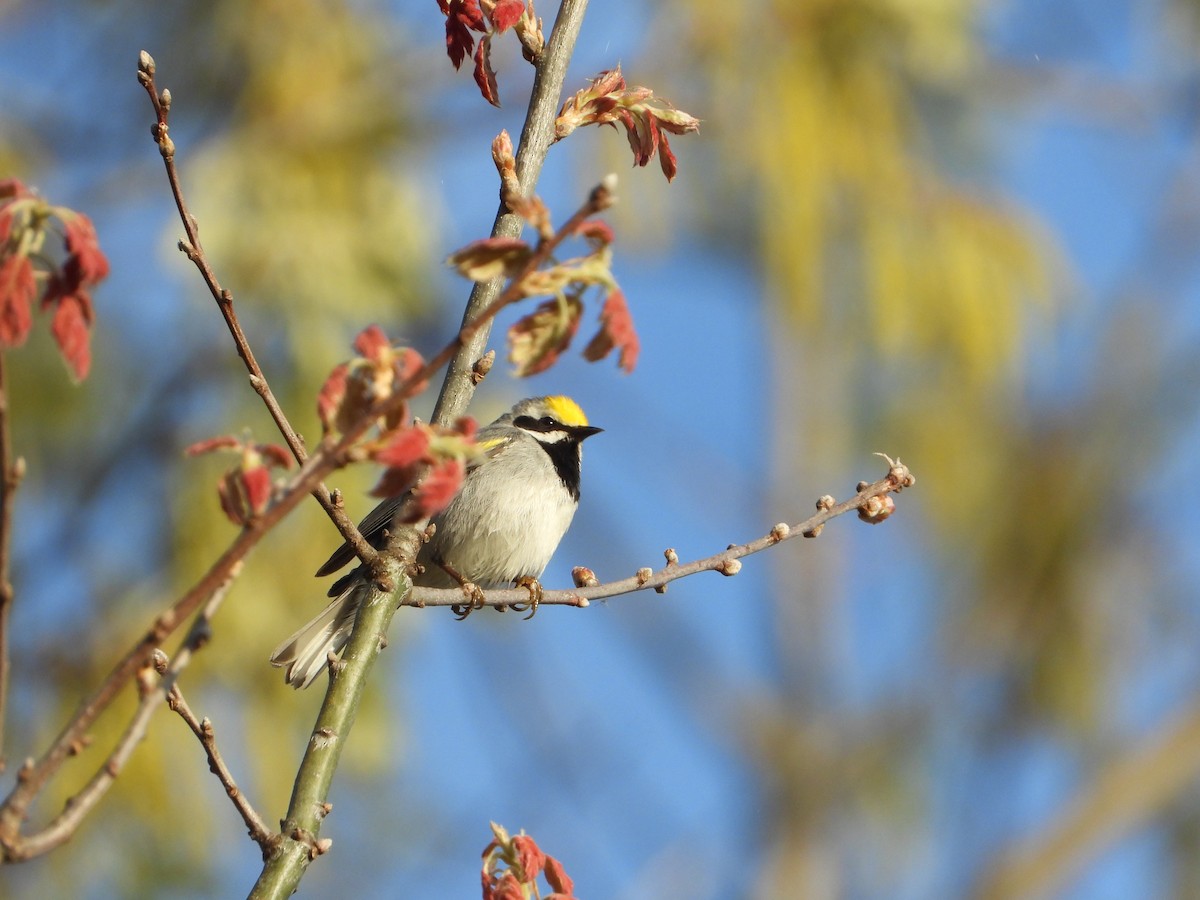 Goldflügel-Waldsänger - ML448529571