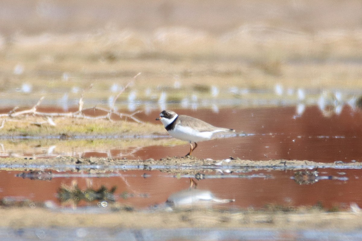 Semipalmated Plover - ML448531431