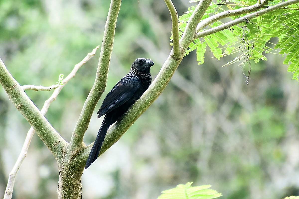 Smooth-billed Ani - ML448531911