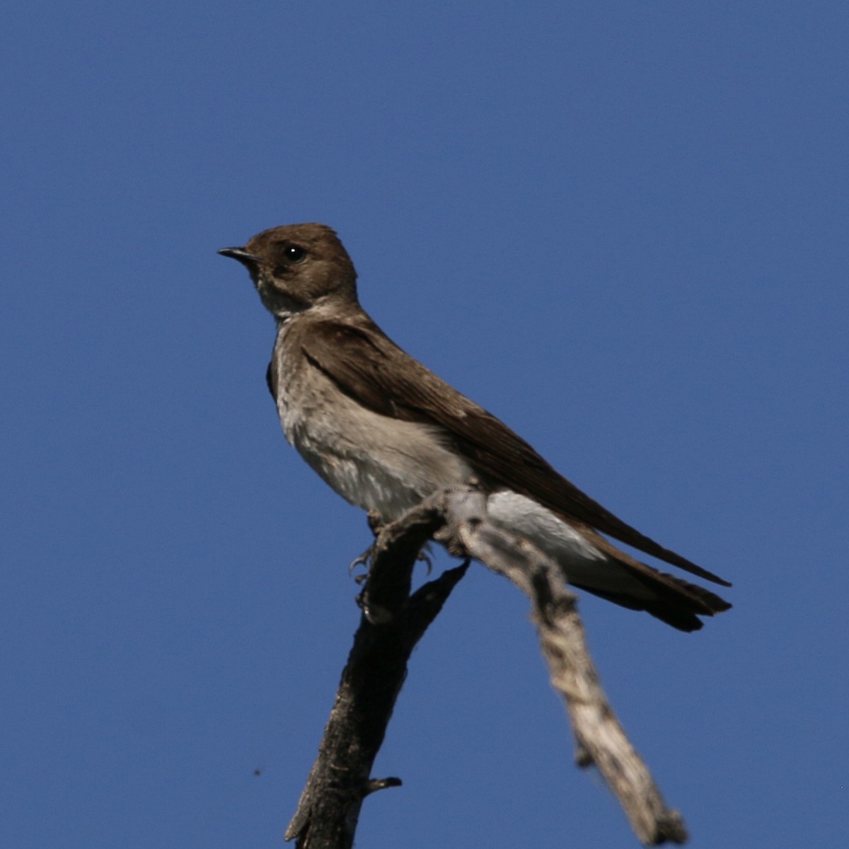 Northern Rough-winged Swallow - ML448532151