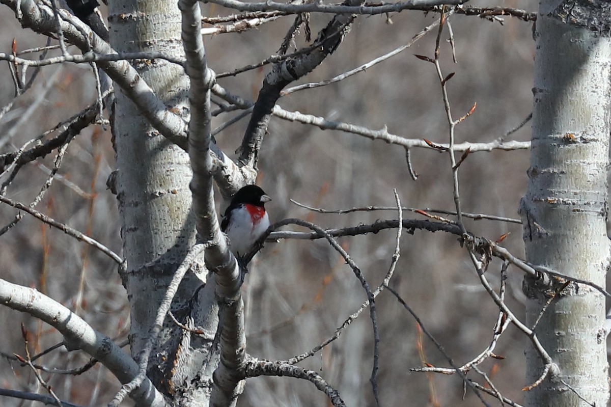 Rose-breasted Grosbeak - ML448532931