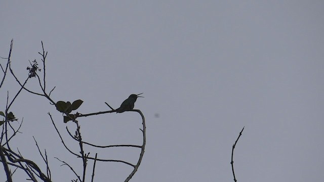 Berg-Veilchenohrkolibri - ML448534871