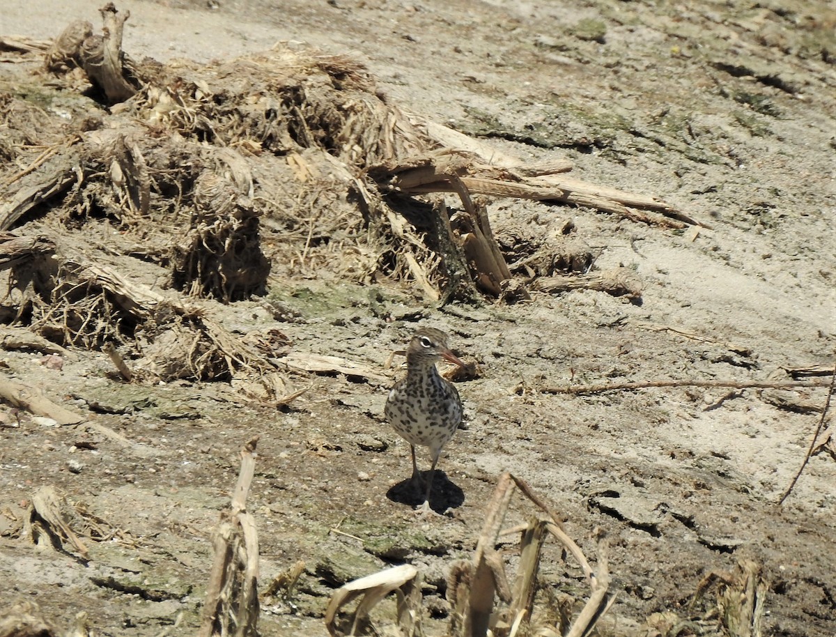 Spotted Sandpiper - ML448534881