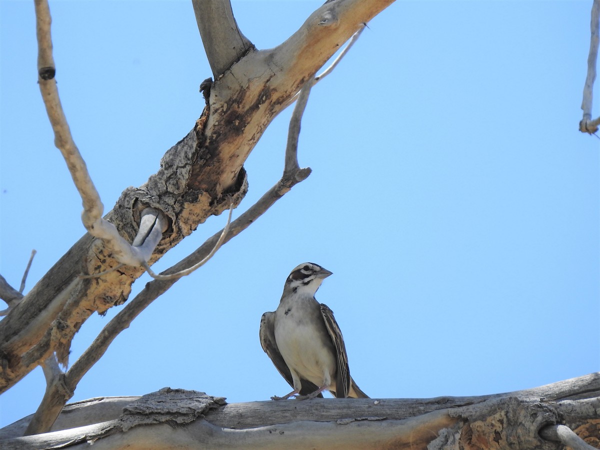 Lark Sparrow - ML448535321