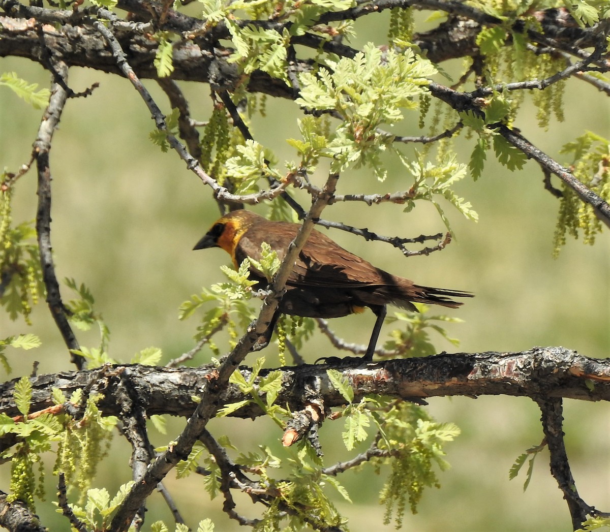 Yellow-headed Blackbird - ML448535501