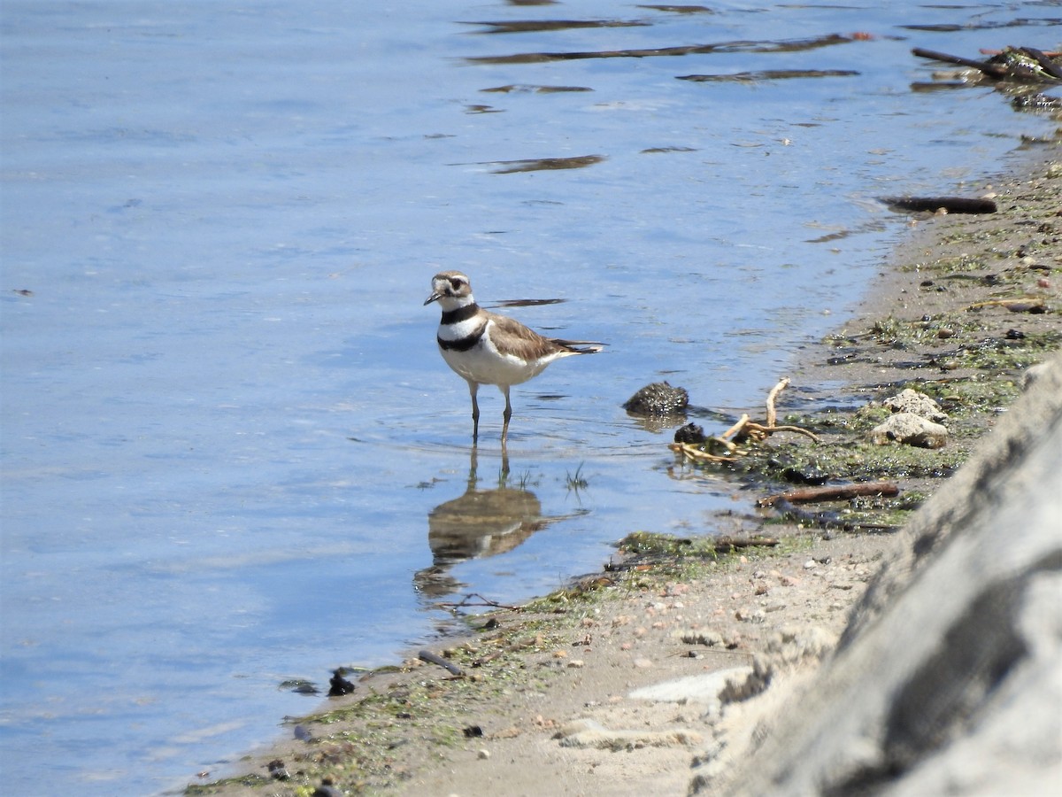 Killdeer - ML448535831