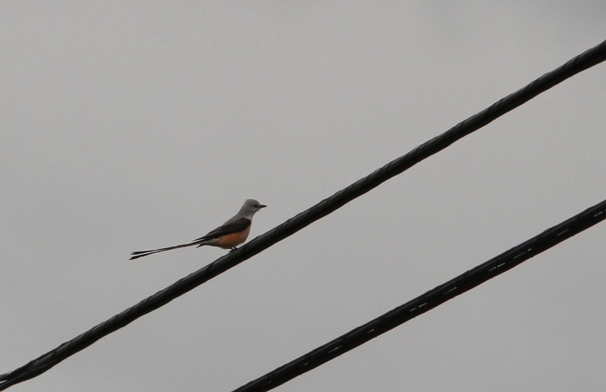 Scissor-tailed Flycatcher - ML448536461