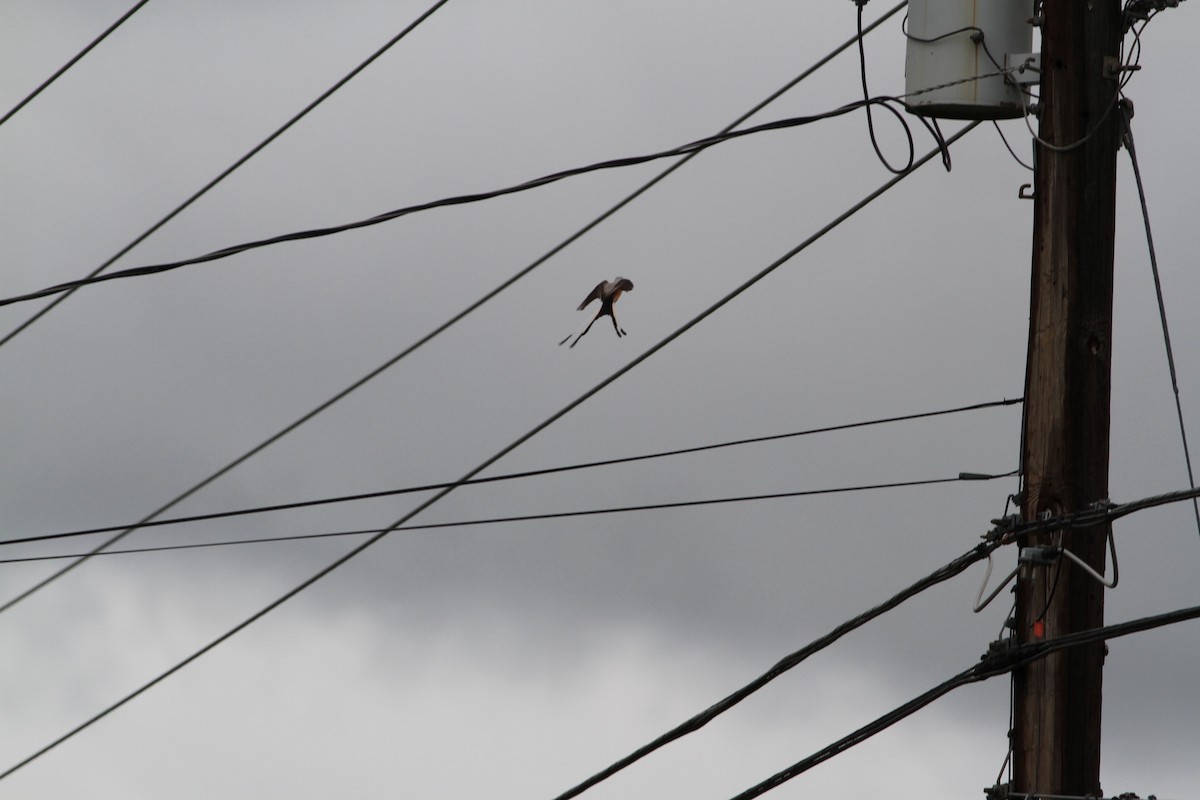 Scissor-tailed Flycatcher - ML448536471