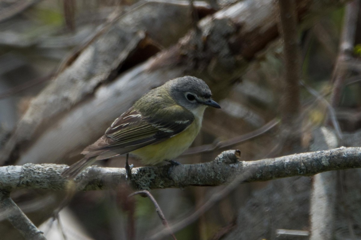 Blue-headed Vireo - ML448536771