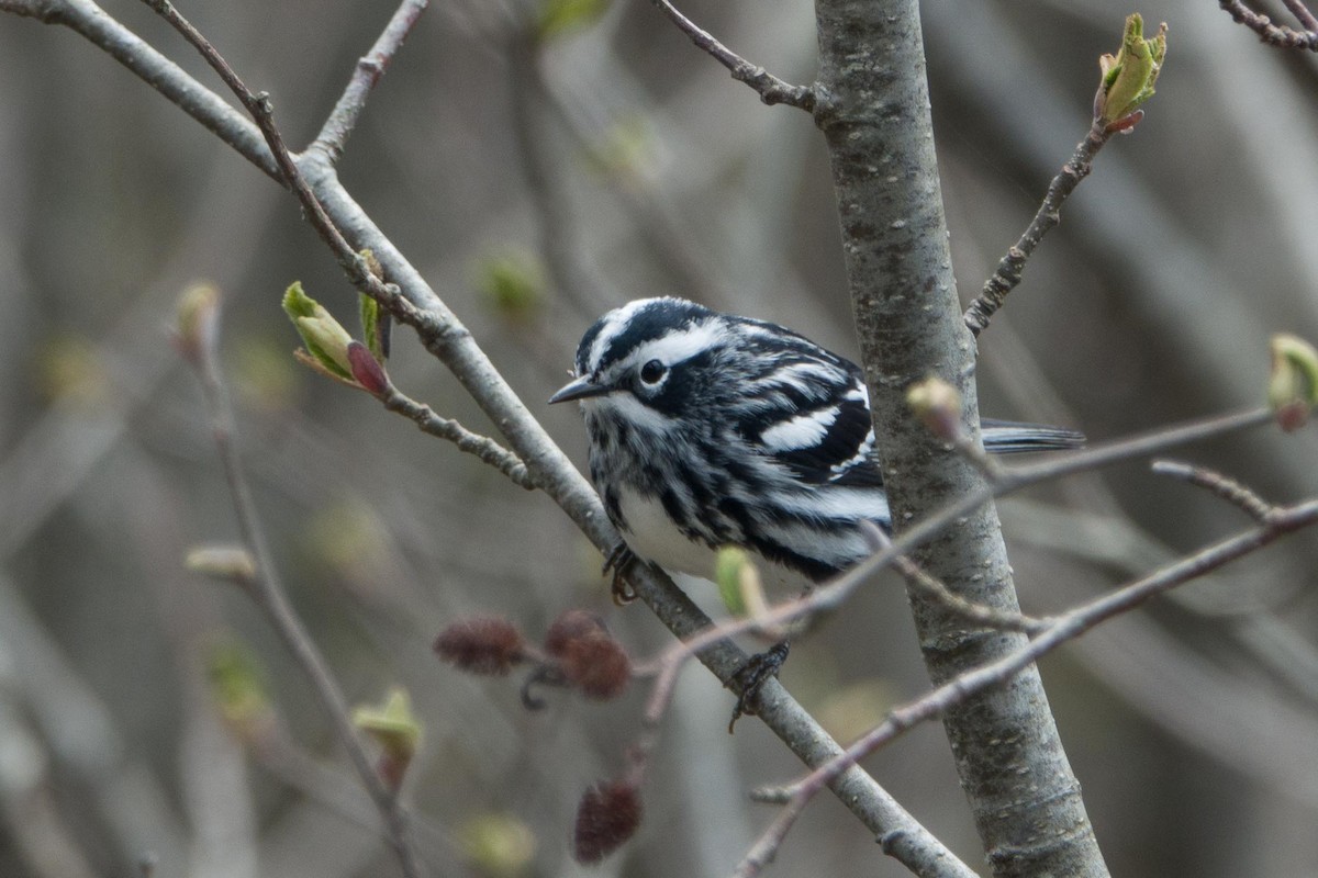 Black-and-white Warbler - ML448536961