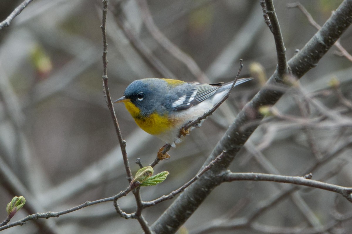 Northern Parula - ML448537171