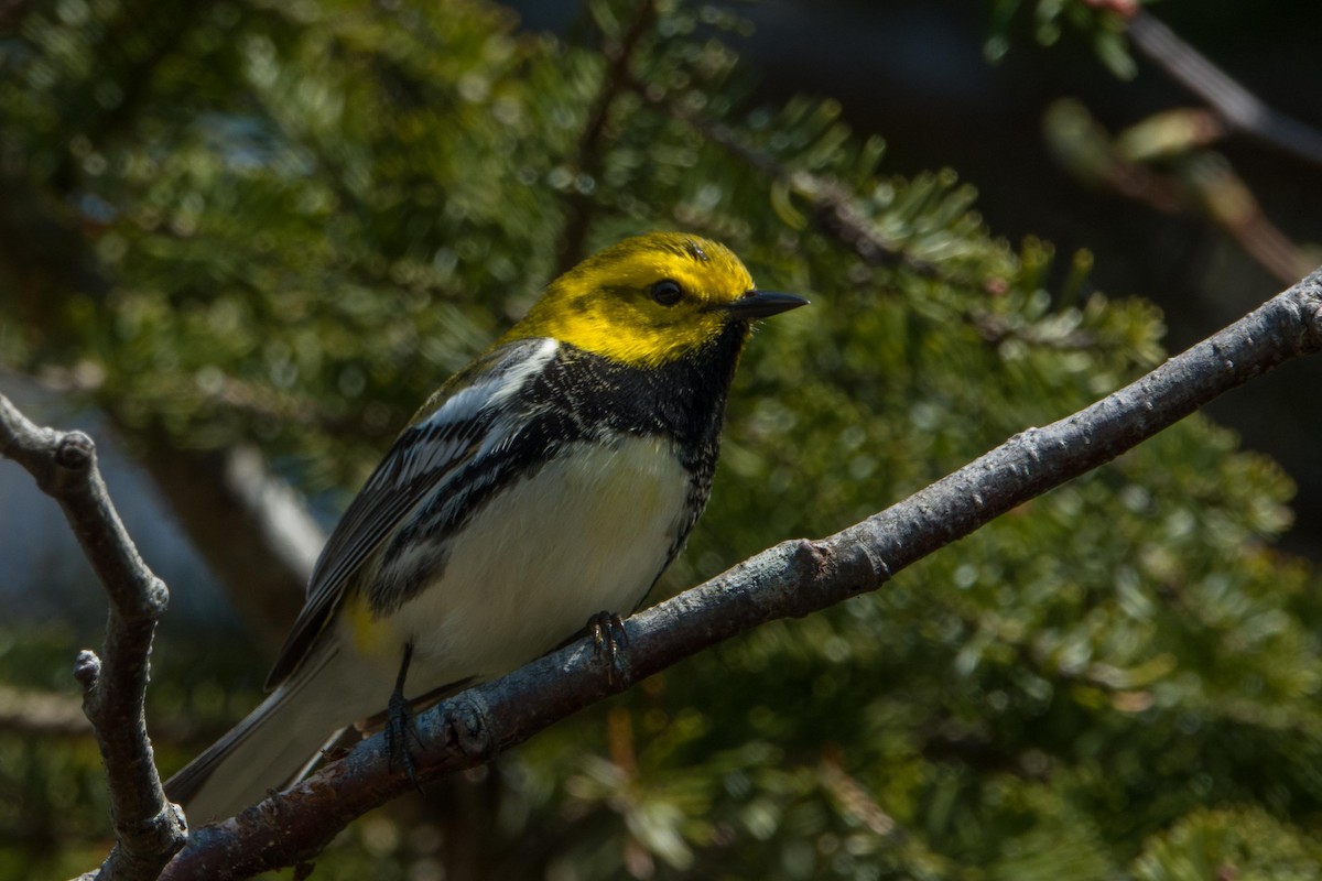 Black-throated Green Warbler - ML448537371
